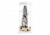 Biosphère crevettes gorgone cylindre