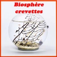 Biosphère crevettes