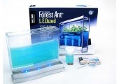 Plantarium Forest Ant Super gel avec base lumineuse