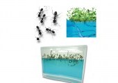 Plantarium / Antquarium Forest Ant Super gel